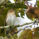 Swainson's Thrush / Catharus ustulatus