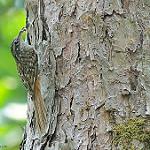 Sikkim Treecreeper / Certhia discolor