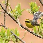 Yellow-bellied Fantail / Chelidorhynx hypoxanthus