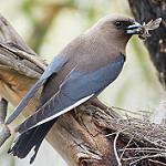 Dusky Woodswallow / Artamus cyanopterus