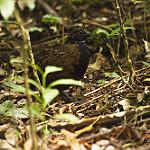 Black-breasted Wood Quail / Odontophorus leucolaemus