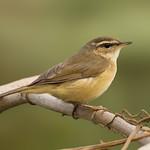 Бурая пеночка / Phylloscopus fuscatus