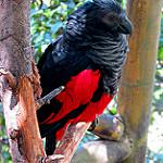 Vulturine Parrot / Pyrilia vulturina