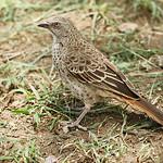 Краснохвостый коробиндо / Histurgops ruficauda