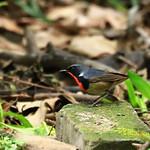 Firethroat / Calliope pectardens