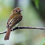 Brownish Twistwing / Cnipodectes subbrunneus
