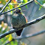 Buff-thighed Puffleg / Haplophaedia assimilis