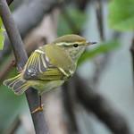 Пеночка-зарничка / Phylloscopus inornatus