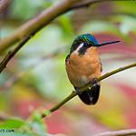 White-throated Mountaingem / Lampornis castaneoventris