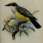 Snowy-throated Kingbird / Tyrannus niveigularis