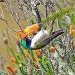 Blue-throated Hillstar / Oreotrochilus cyanolaemus