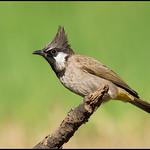 Бюльбюлевые / Pycnonotidae фото