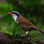 Black-crowned Scimitar Babbler / Pomatorhinus ferruginosus