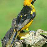 Оранжевоголовый трупиал / Icterus auricapillus