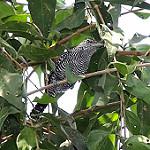 Bamboo Antshrike / Cymbilaimus sanctaemariae