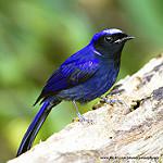 Large Niltava / Niltava grandis