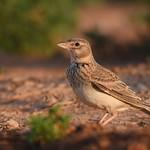Серый жаворонок / Alaudala rufescens