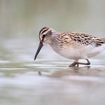 Грязовик / Calidris falcinellus