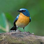 Chinese Blue Flycatcher / Cyornis glaucicomans