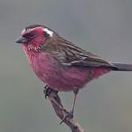 Carpodacus dubius