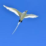 Фаэтонообразные / Phaethontiformes фото
