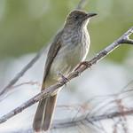 Streaked Bulbul / Ixos malaccensis