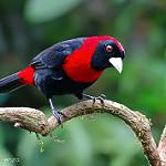 Огненный сереброклюв / Ramphocelus sanguinolentus