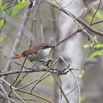 Chinchipe Spinetail / Synallaxis chinchipensis