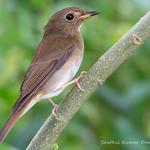 Brown-chested Jungle Flycatcher / Cyornis brunneatus
