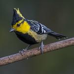 Yellow-cheeked Tit / Machlolophus spilonotus