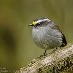 Crowned Chat-Tyrant / Silvicultrix frontalis