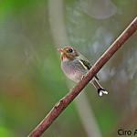 Fork-tailed Tody-Tyrant / Hemitriccus furcatus