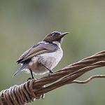 Uluguru Violet-backed Sunbird / Anthreptes neglectus