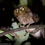 Флоресская совка / Otus alfredi