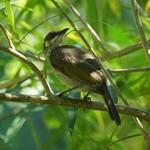 Тиморский медосос / Territornis reticulata