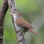 Banded Wren / Thryophilus pleurostictus