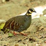Taiwan Partridge / Arborophila crudigularis