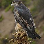 Агуйя / Geranoaetus melanoleucus