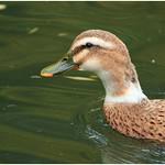 Yellow-billed Pintail / Anas georgica