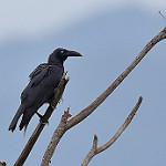 Молуккская ворона / Corvus validus