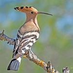 Удодовые / Upupidae фото