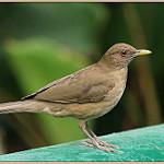 Рыжеватый дрозд / Turdus grayi