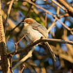 Рыжезобый апалис / Apalis chapini