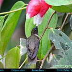 Brown Inca / Coeligena wilsoni