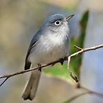 Blue-grey Gnatcatcher / Polioptila caerulea