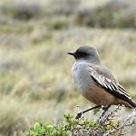 Neoxolmis rufiventris