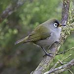 Реюньонская белоглазка / Zosterops olivaceus