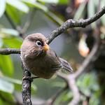 Трёхпалая сутора / Paradoxornis paradoxus