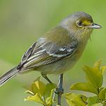 Толстоклювый виреон / Vireo crassirostris