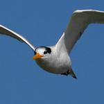 Elegant Tern / Thalasseus elegans